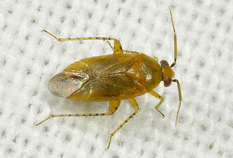 Miridae: Campylomma ochraceum - New for the mainland Italy!